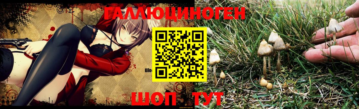 Галлюциногенные грибы MAGIC MUSHROOMS  Вход с VPN  Сунжа 